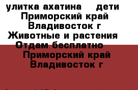 улитка ахатина  \ дети - Приморский край, Владивосток г. Животные и растения » Отдам бесплатно   . Приморский край,Владивосток г.